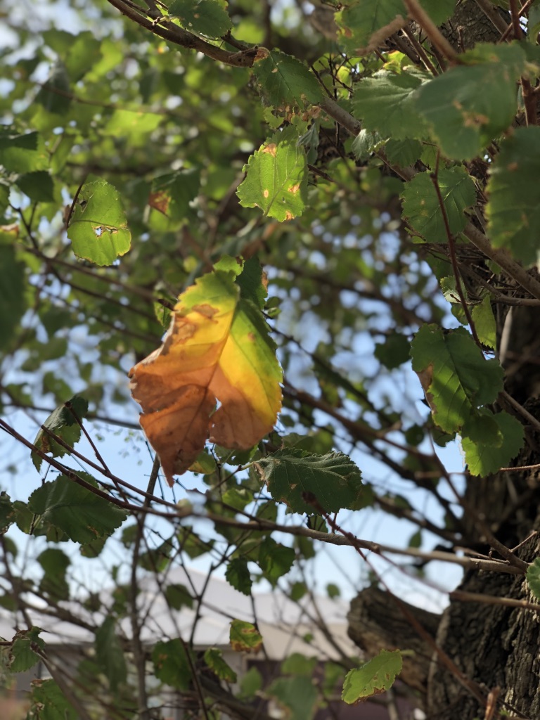 UNADJUSTEDNONRAW_thumb_4ced