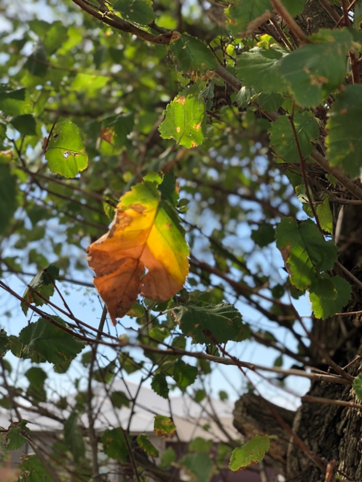 UNADJUSTEDNONRAW_thumb_4ced